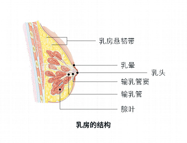运动内衣没选对乳房会下垂吗女生不管胸大胸小都应该看看