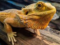 爬宠鬃狮蜥蜴的喂养温度教程,新手购买准备物品指导!