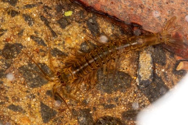 山虾是原始的真软甲类,它们在石炭纪早期就已经出现,并一直延续到今天