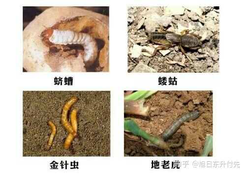 地下危害红薯的害虫有蛴螬,沟金针虫,蝼蛄,小地老虎,根蛆等等.