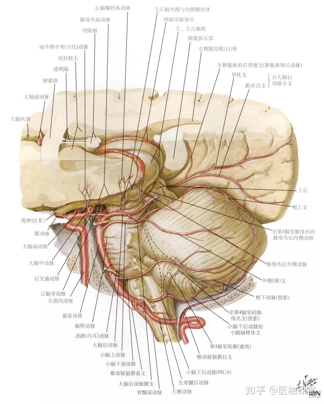 小脑前下动脉走行图图片