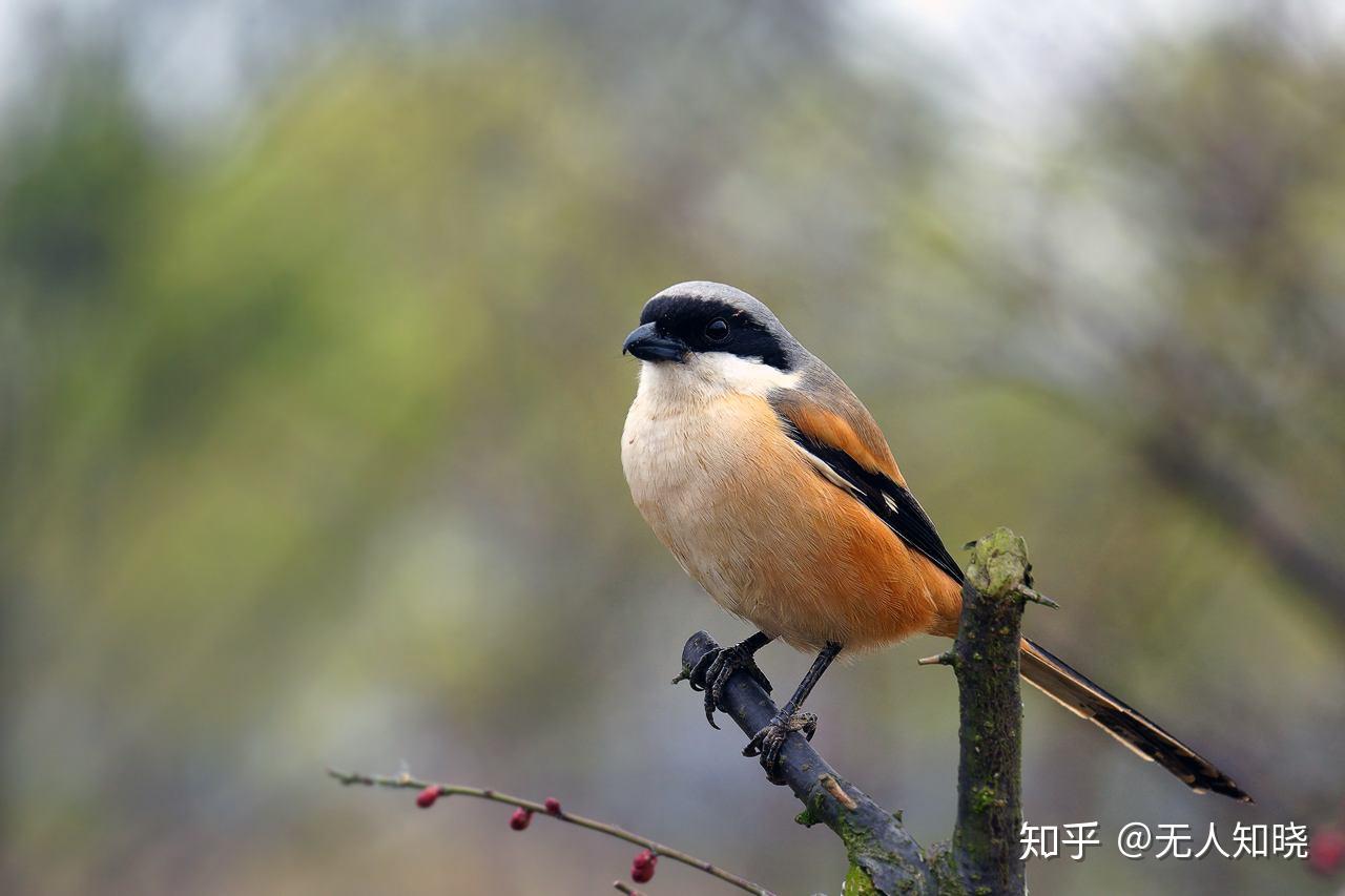 1400多种中国鸟，你认识多少？_凤凰网