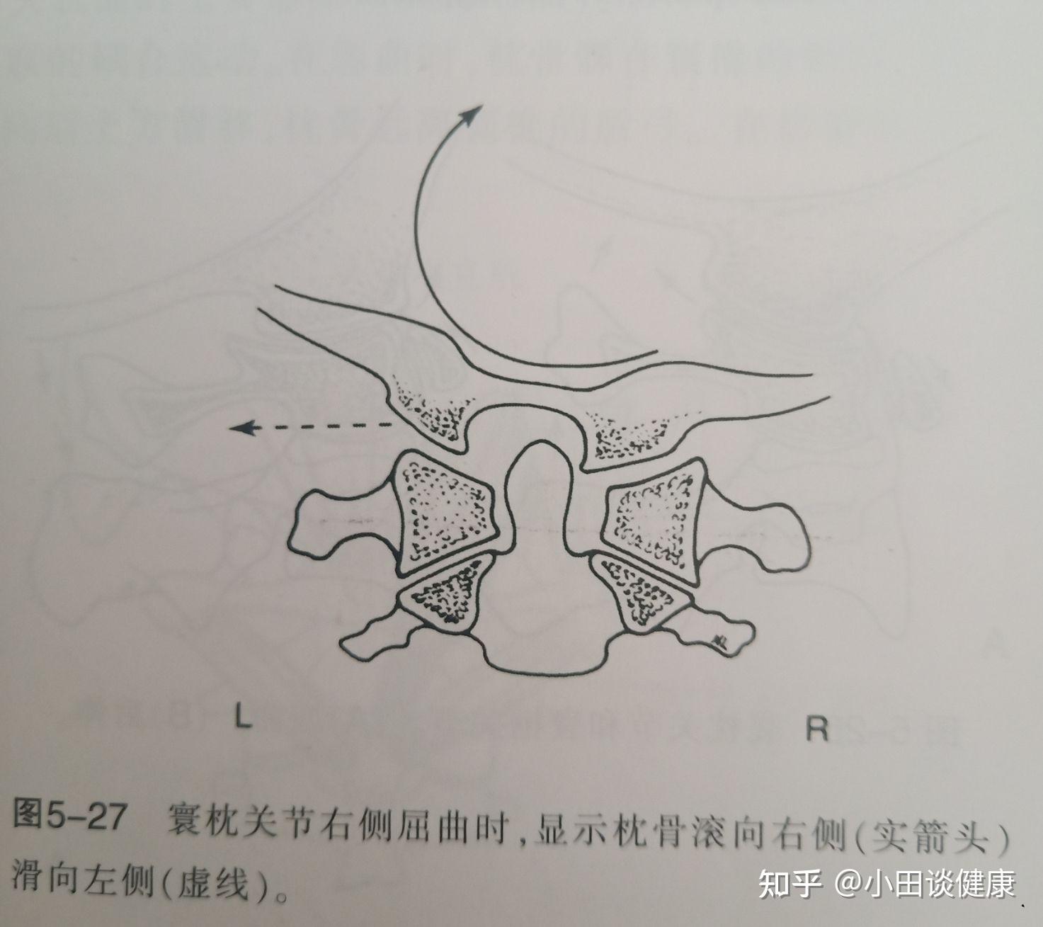 寰椎手绘图图片