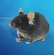 科研人选鼠指南：C57 vs BALB/c，你的实验“第一关”选对了吗？ - 知乎