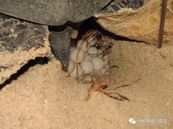 全世界唯一能四季看海龟生蛋的地方 马拉西亚小众旅行攻略 知乎