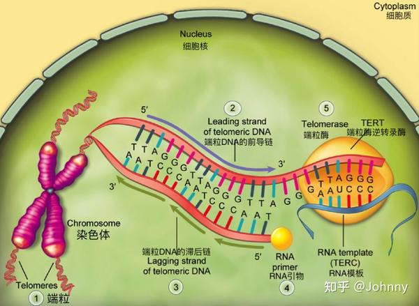 端粒检测究竟是什么?——时光派旗下时光尺™服务测评(附个人隐私大曝光) - 知乎