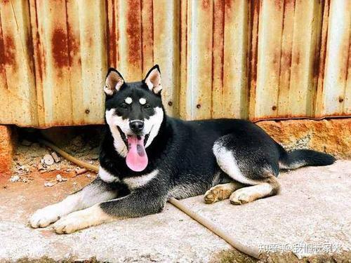 带有"天眼"的狗