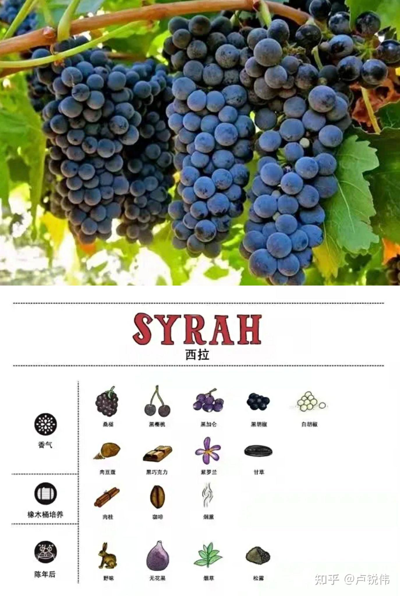 葡萄品种有哪些品名图片