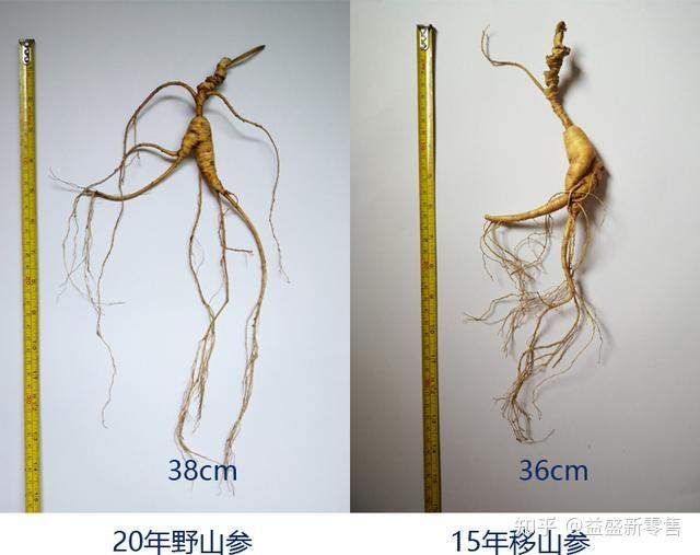 02中国人参有几种?如何划分等级?