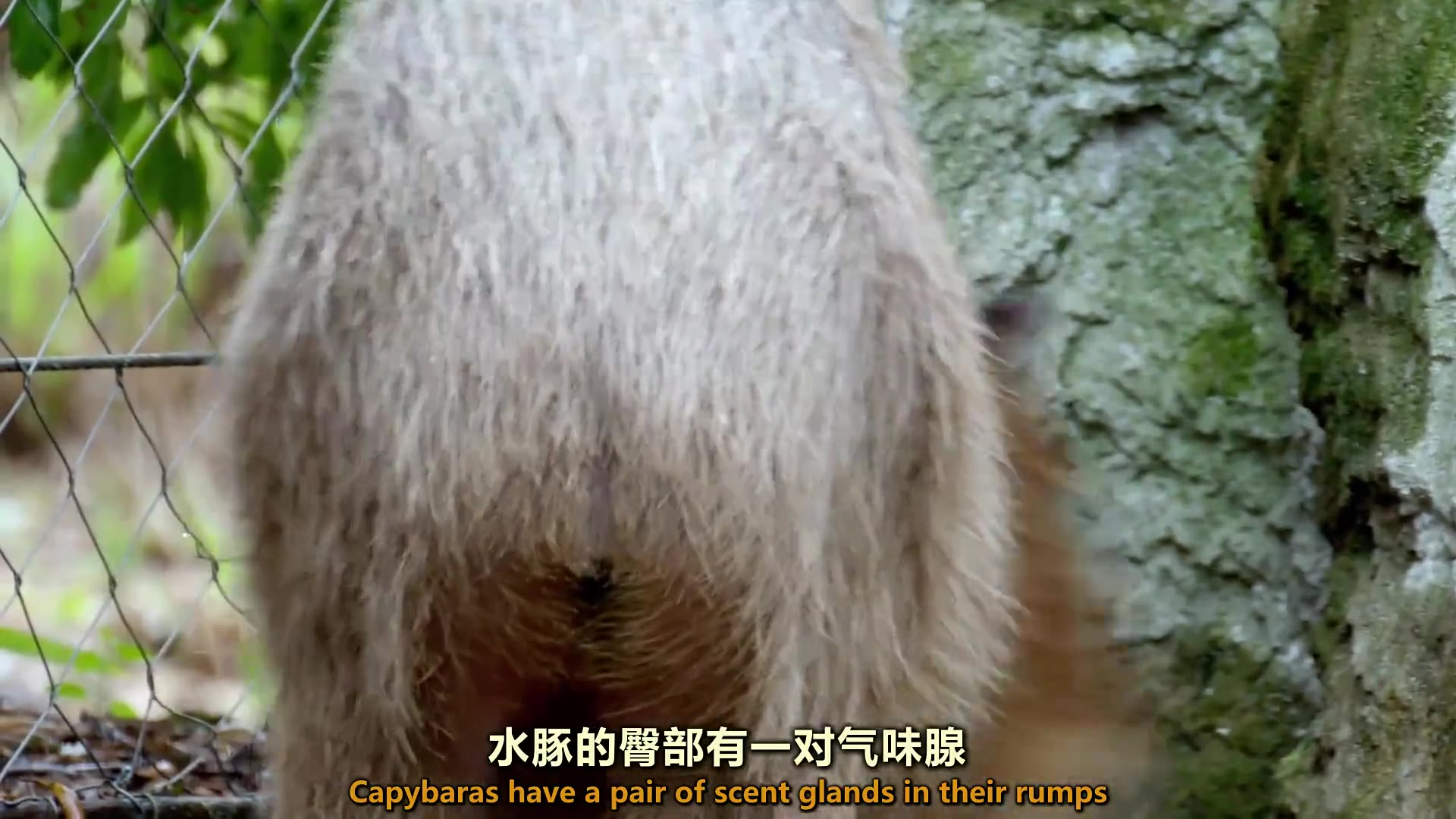 【纪录片】动物猎奇 身份危机【1080p】【双语特效字幕】【纪录片之家爱自然】 - 知乎