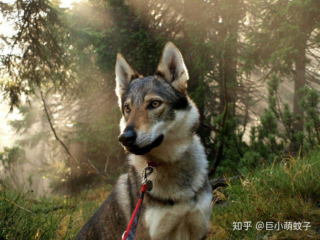 捷克狼犬高清宠物狗摄影图片