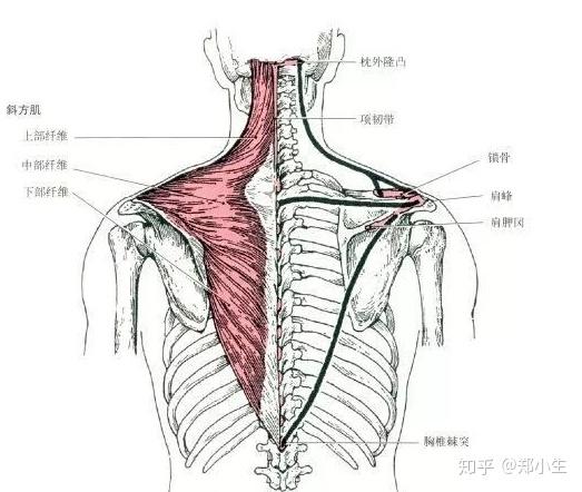 颈椎后部肌肉解剖 