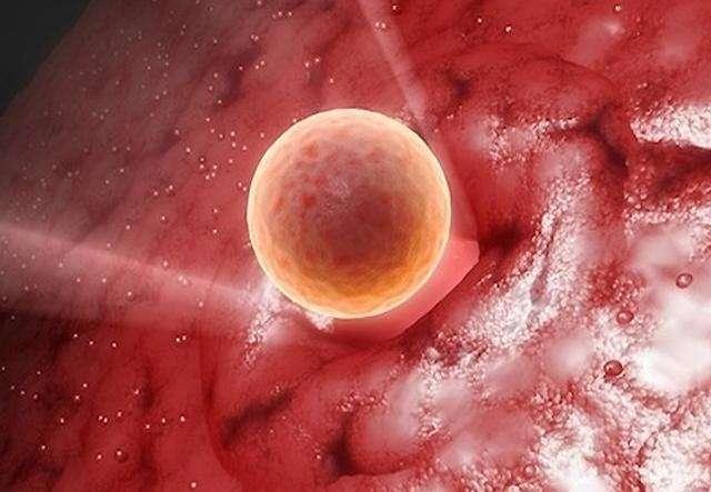 试管移植第三天胚胎图图片