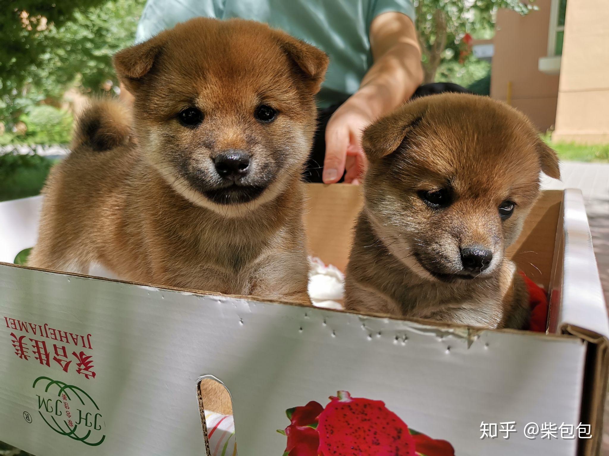 為什麼中華田園犬和日本柴犬在各自國家的待遇差別這麼大