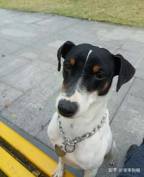 太仓小猎犬的6大优点,怪不得养过的人,都不想换狗了 - 知乎