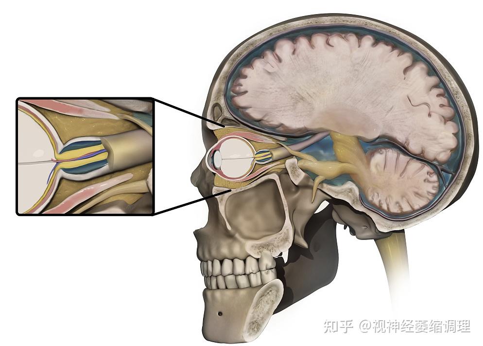 视神经鞘解剖图片