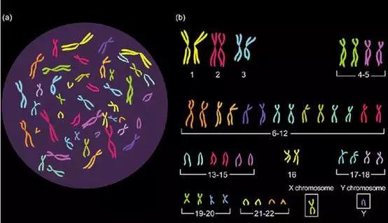 人体性染色体图片