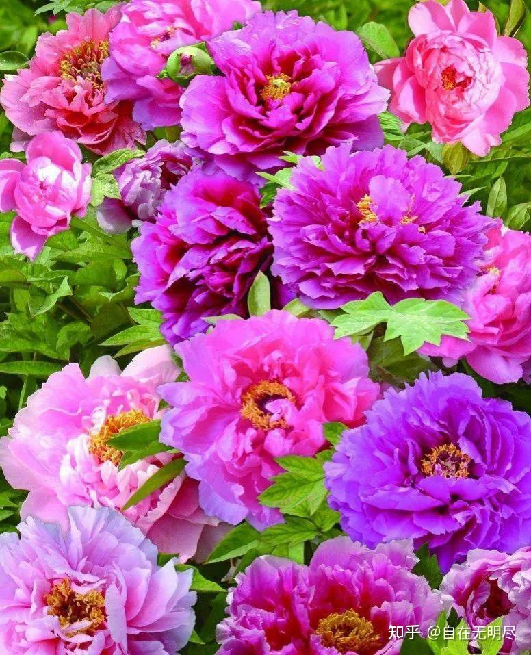 如梦令61金谷牡丹引凤