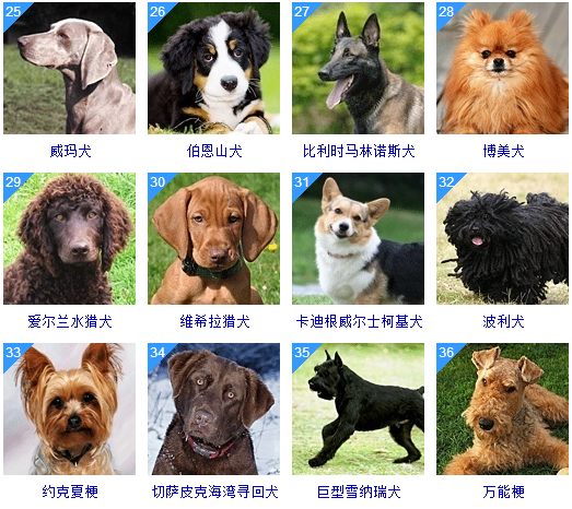 狗品种智商排名图片