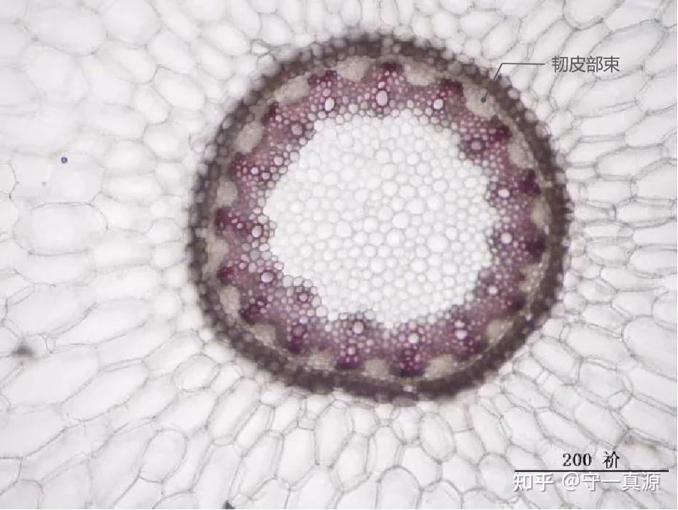 中药鉴定 | 杭麦冬:三个人的电影,我却难能出镜