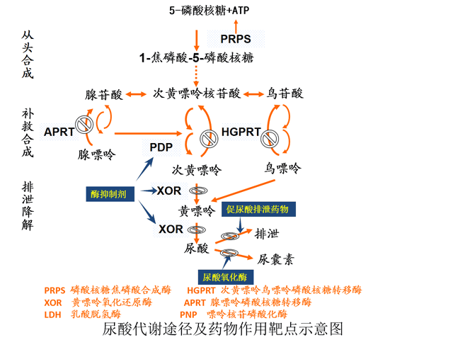 8868体育网页版登录徐希平：做好“中国特色”创新药打造慢病防治样本