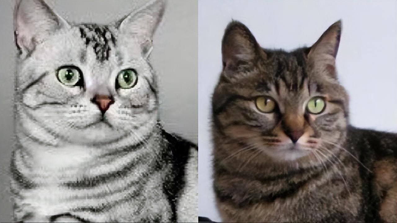 中国狸花猫和美短的区别图解 - 知乎