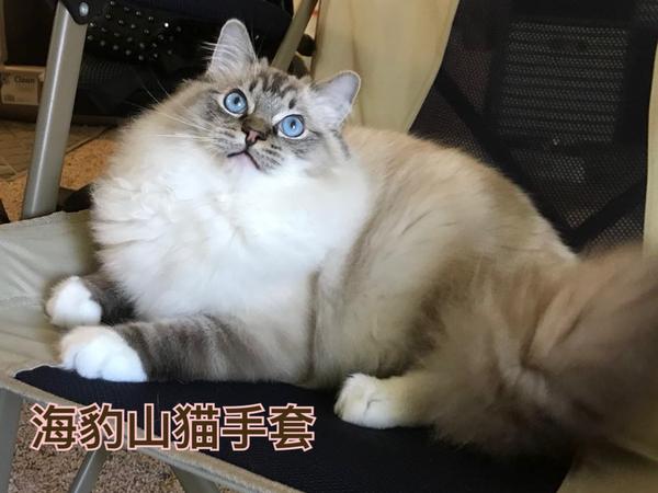 布偶猫花色图解 知乎