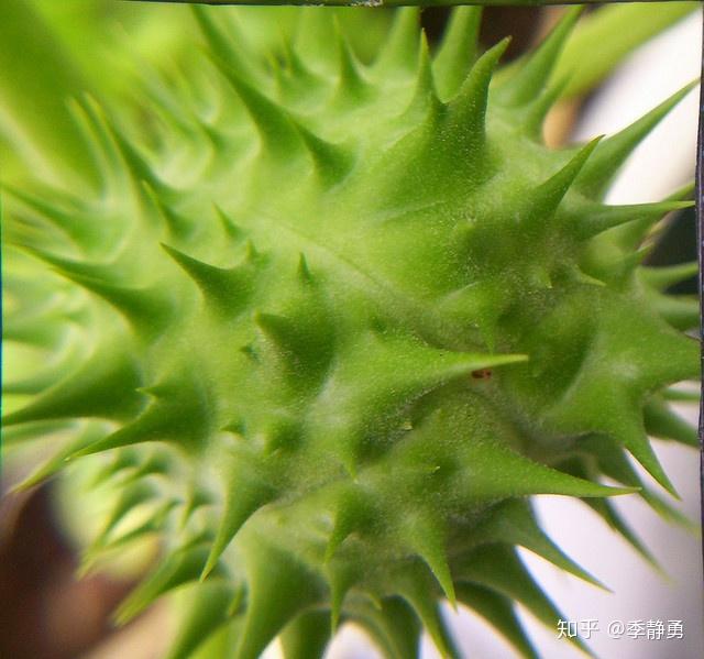 曼陀罗花又名洋金花,押不芦,山茄花,胡茄花,风茄花,天茄花等,为茄科