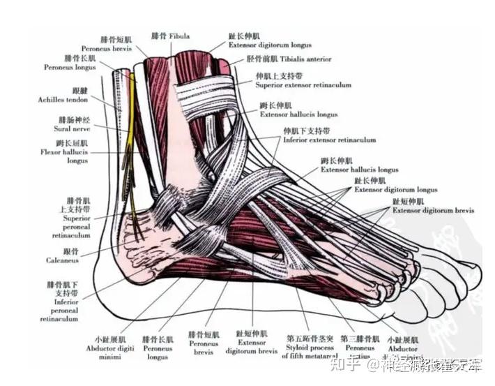 脚肌肉示意图图片