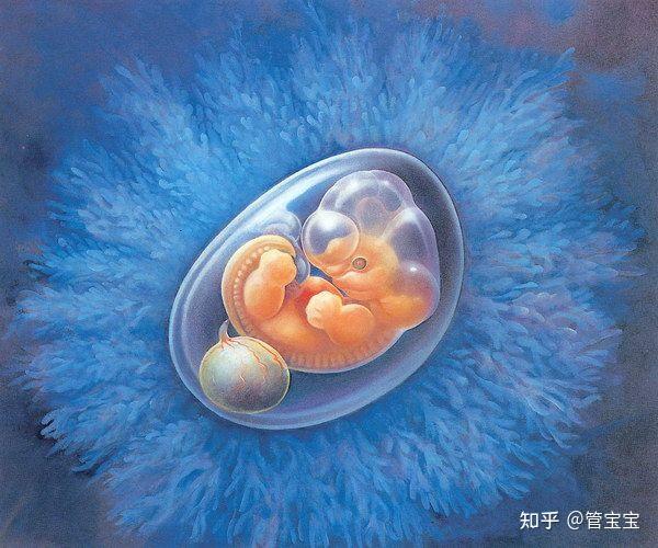 试管婴儿移植后怎么知道胚胎有没有着床