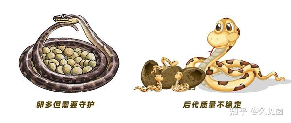 难产、发育不全,明明不占优势,人类为何还要从卵生演化为胎生? - 知乎