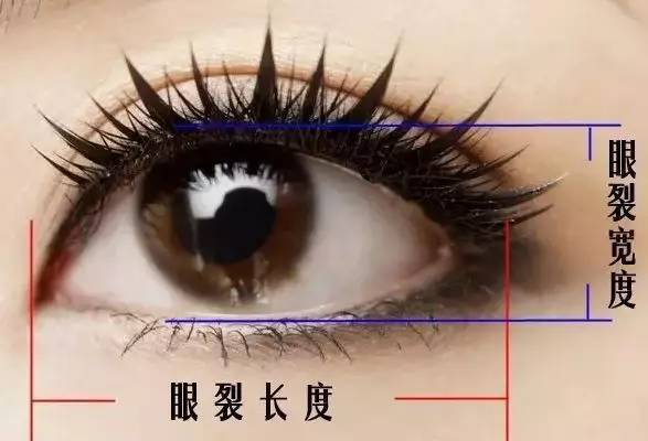 外眦点的位置和形态做出改变,进而达到延长眼裂长度的目的