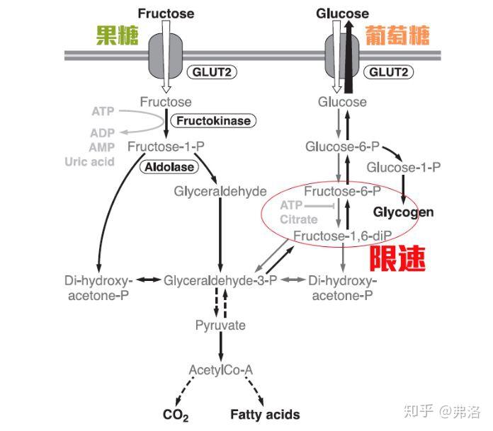 糖醛酸途径图示图片