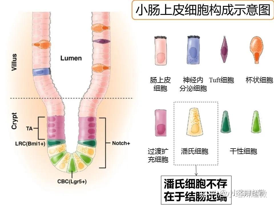 第二十六期:透射电镜下的肠上皮