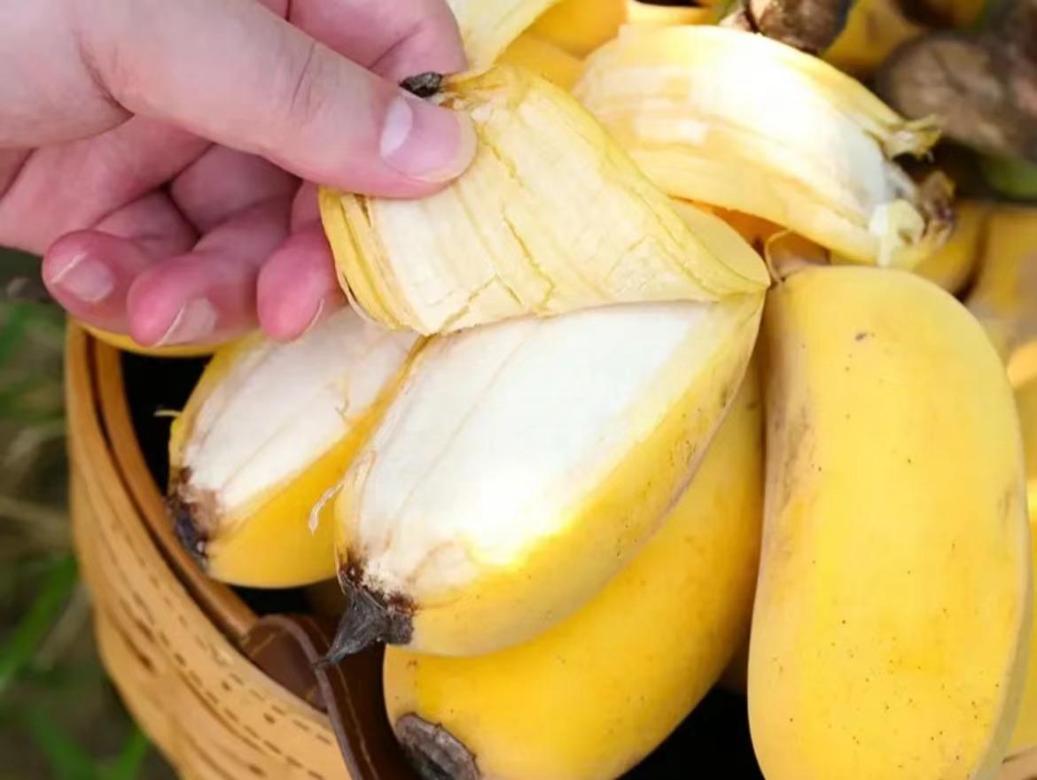 苹果蕉小知识