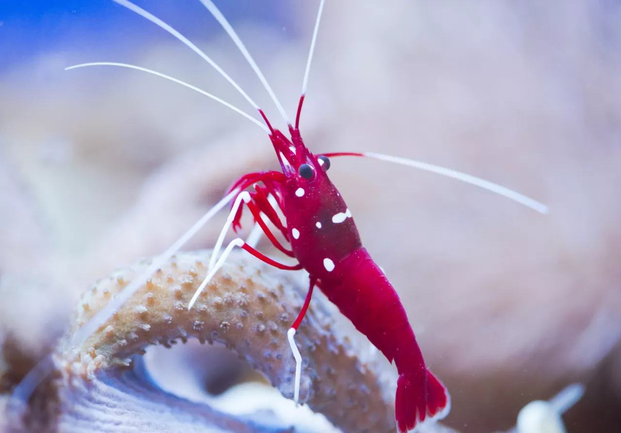 推荐角蝾螺角蝾螺除藻的牛眼螺有好几种,珊瑚缸应该选择