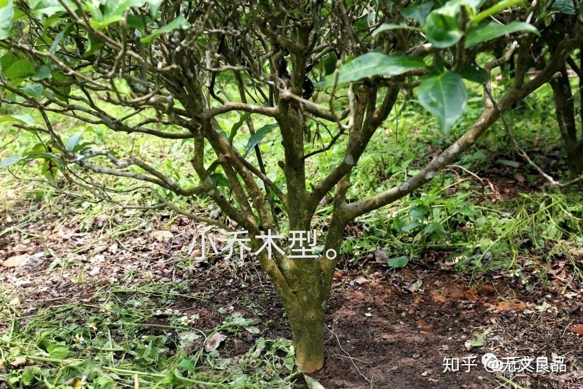 茶树的形态特征，树型，树叶，花朵和果实 - 知乎