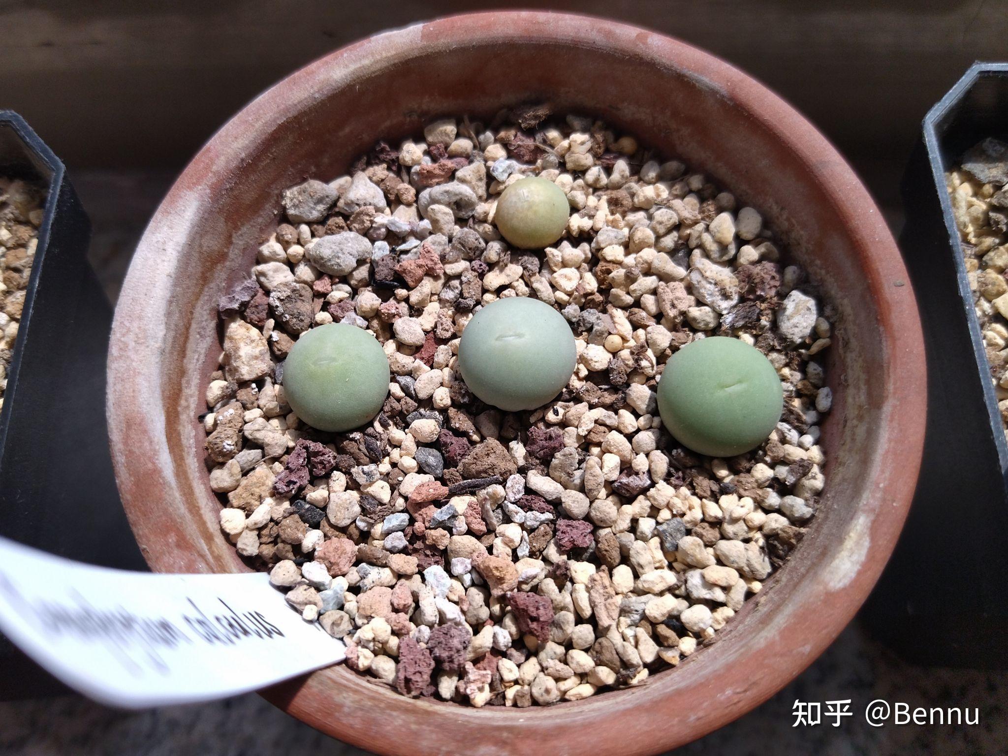 植物番杏科肉锥属鸽子蛋conophytumcaculus