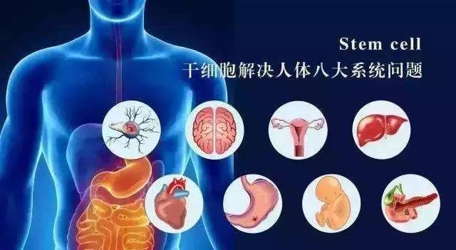 干细胞治疗领域及突破是你无法想象的强大它在人体到底发挥着什么作用