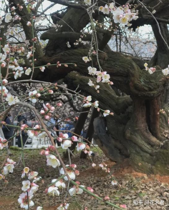 古梅和名梅树盘点500年以上树龄的仅仅有4株