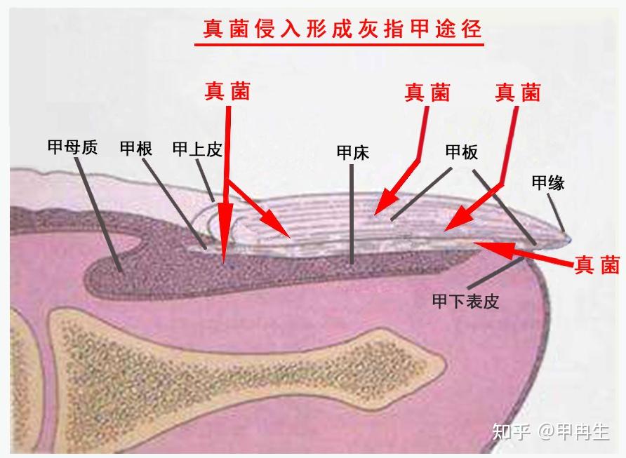 指甲剖析图图片