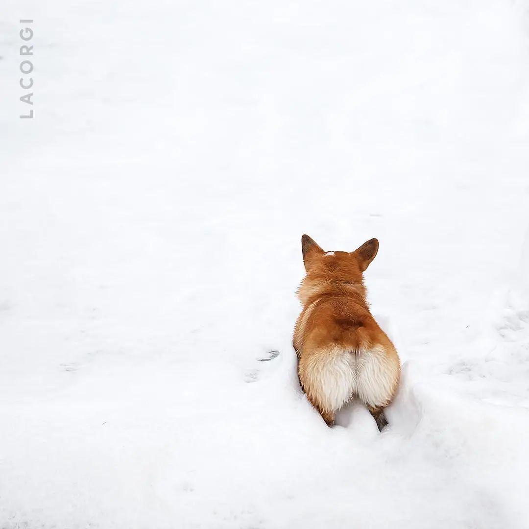 如果评选最可爱背影我一定要投柯基一票