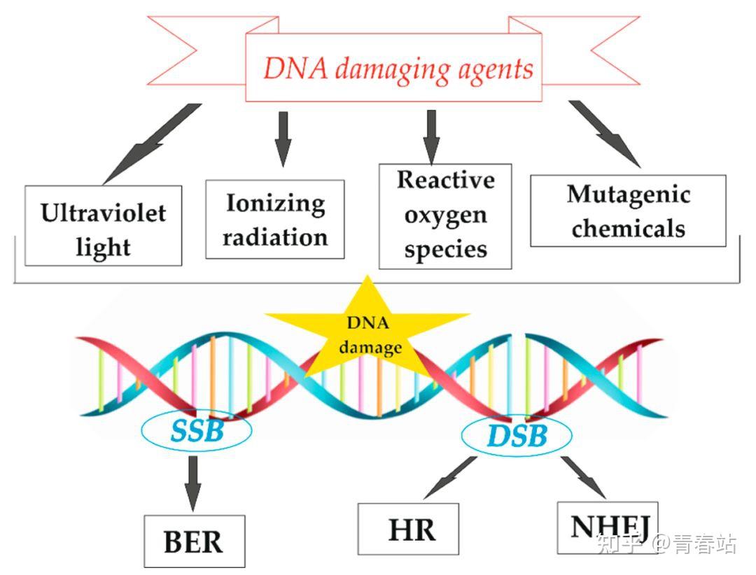 人体细胞衰老的真相，DNA损伤，抗衰核心，修复DNA...... - 知乎