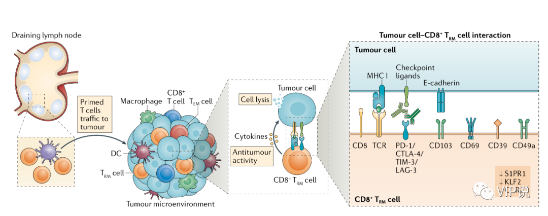 组织驻留记忆t细胞在乳腺癌控制和免疫治疗中的作用