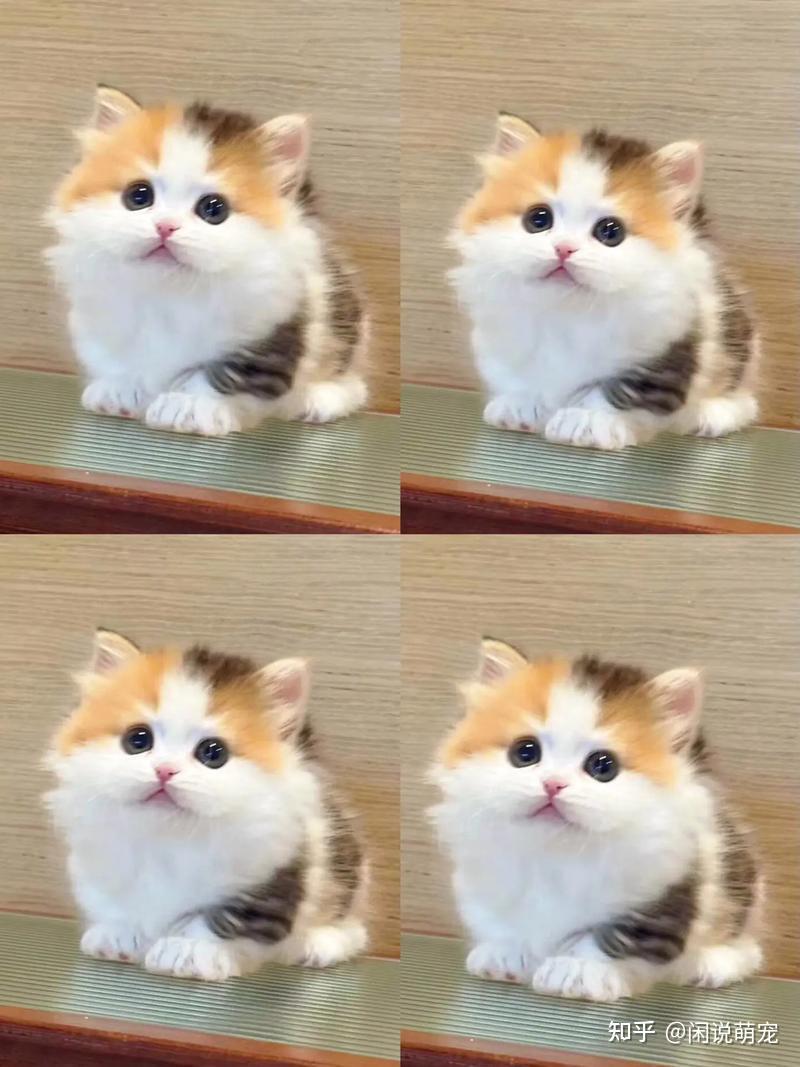 为什么说三花猫是猫界女神?猫界“刘亦菲”是否属实? - 知乎