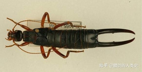 【动物界全系列】革翅目—蠼螋亚目 - 知乎