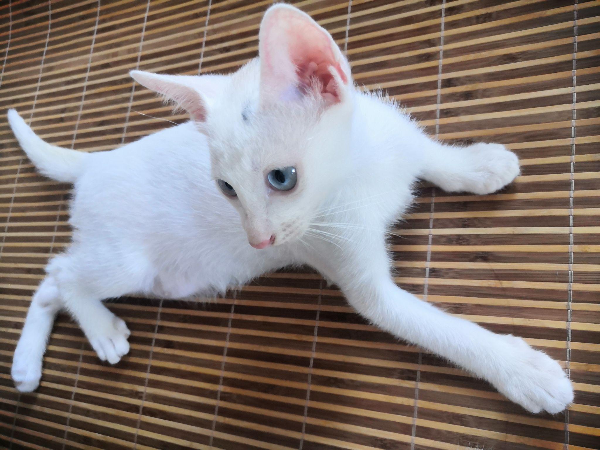 蓝眼小白猫图片大全图片