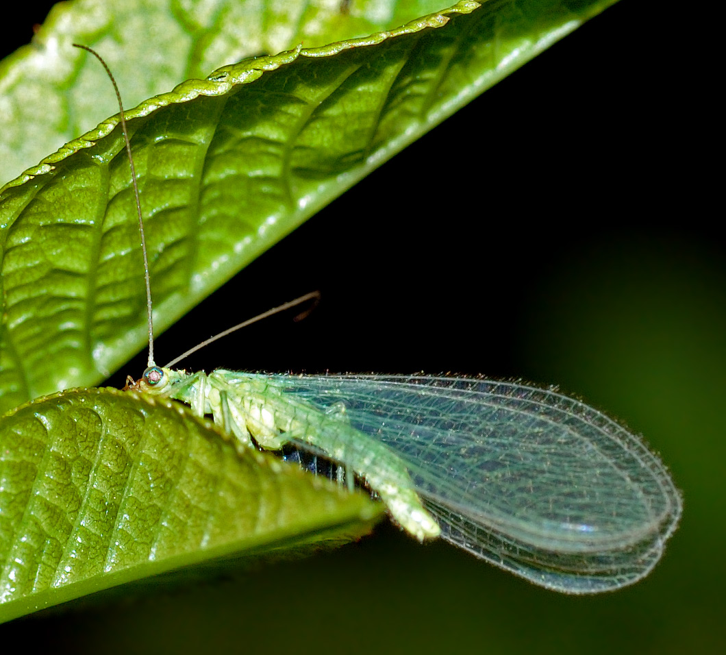 蜻蜓 昆虫 翅膀 - Pixabay上的免费照片 - Pixabay