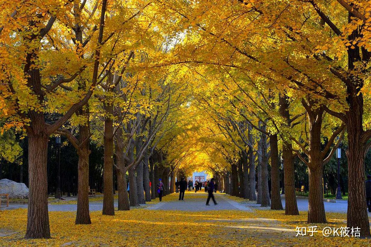 金黄色彩叶欣赏：蓝天下的银杏树，北京地坛公园02|地坛公园|银杏树|银杏_新浪新闻