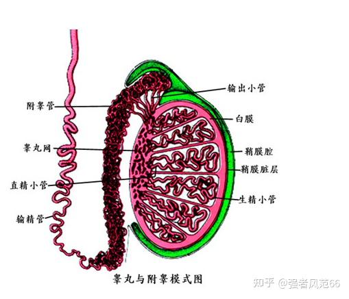 男性的精子会用完吗男人一生只能射精6000次该省着点吗